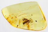 Detailed Fossil Wasp (Bethylidae) In Baltic Amber #315320-1